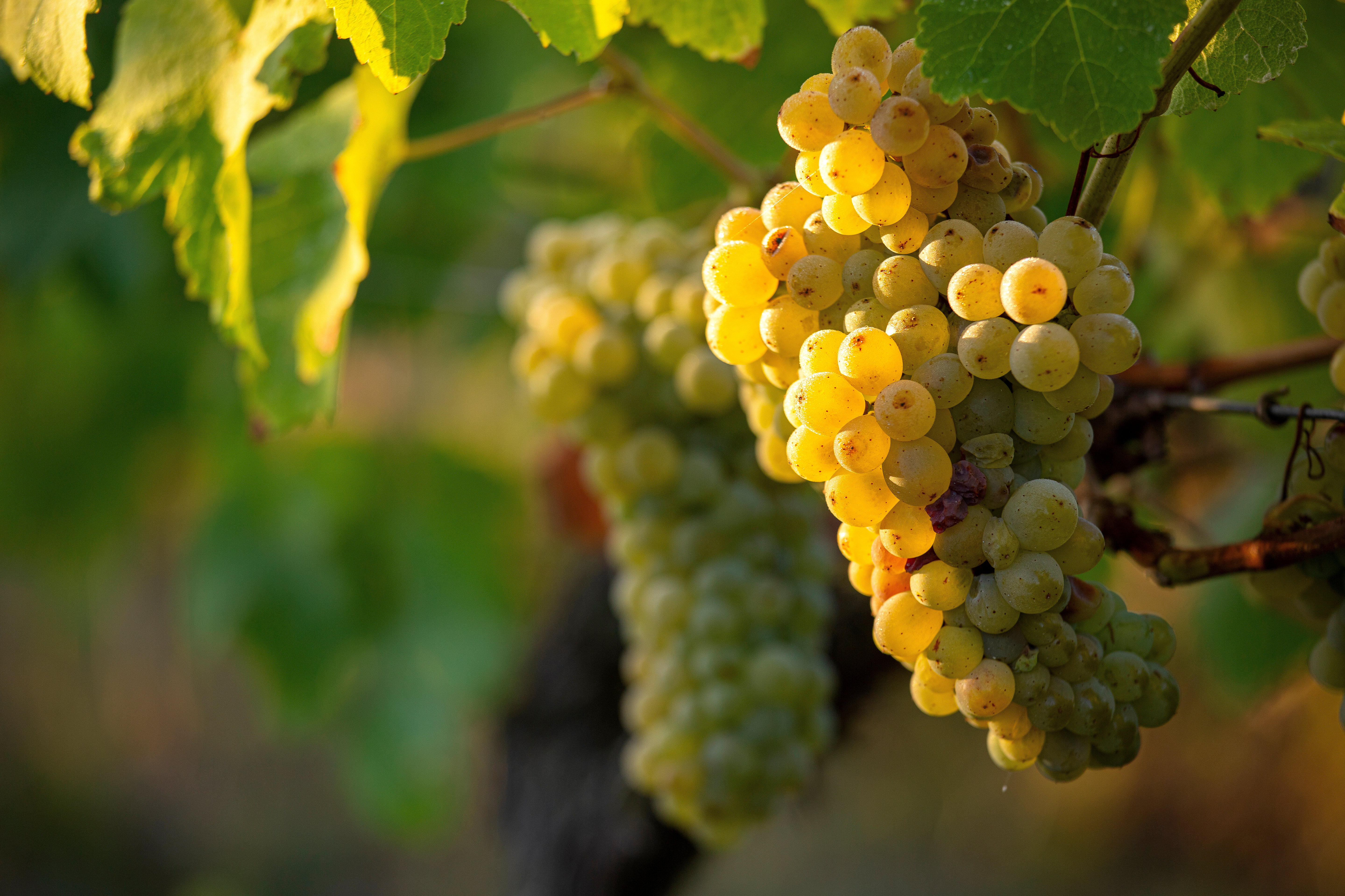 Le Chasselas : un cépage suisse au cœur de notre culture